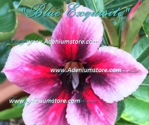 (image for) Adenium Blue Exquisite 5 Seeds - Click Image to Close
